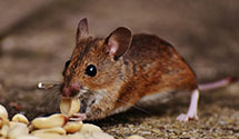 24 Hour & Emergency Exterminators in Redlands, CA